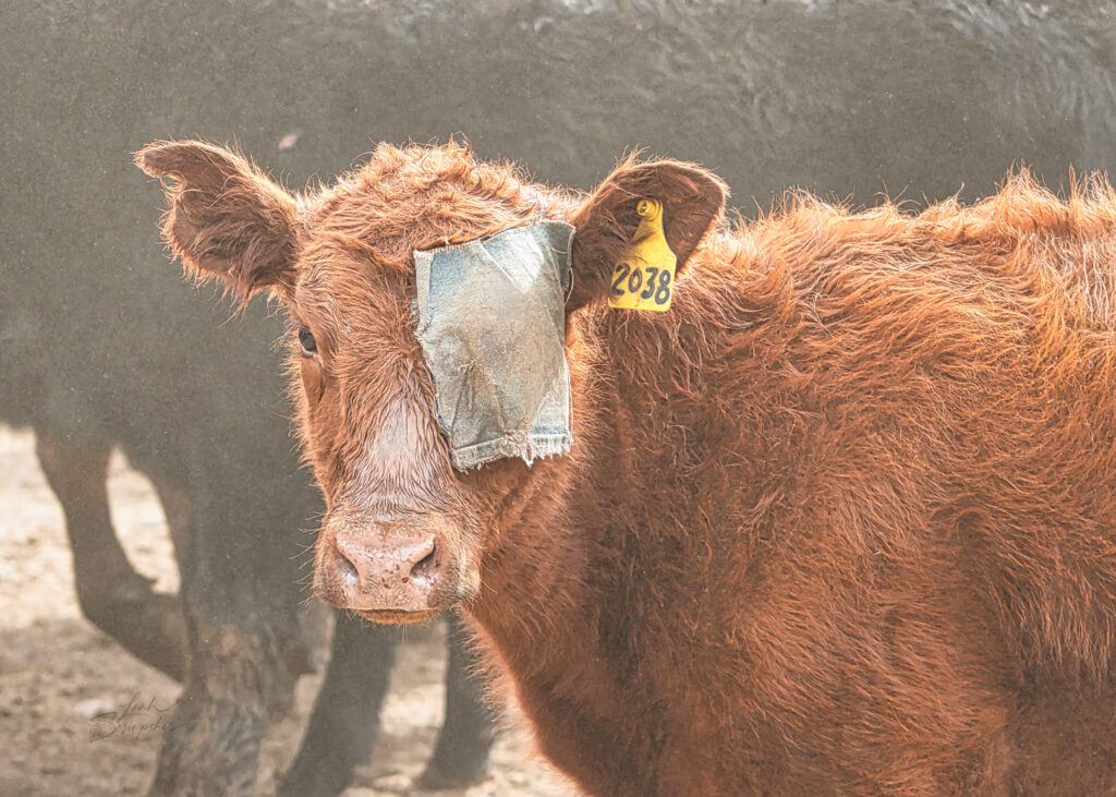 Close-up portrait of a brown cow with a patch of darker fur covering one eye like a pirate patch, standing among a moving herd with a soft natural background.