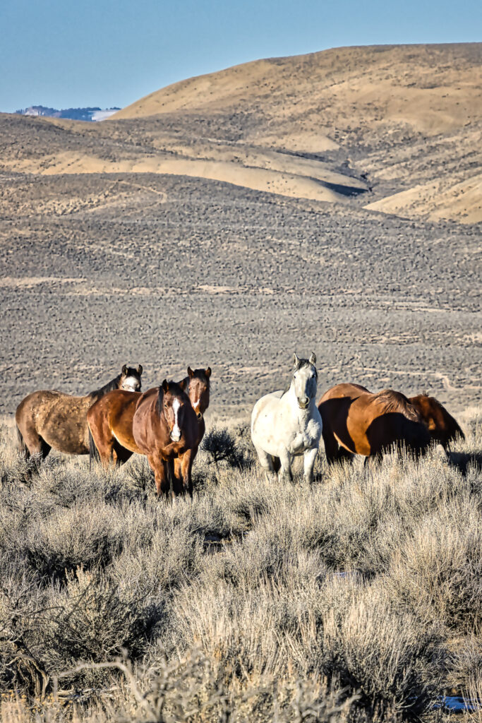 A small herd of feral horses standing alert in dry winter grass near Challis, Idaho, with sunlit hills rising behind them under a clear blue sky.