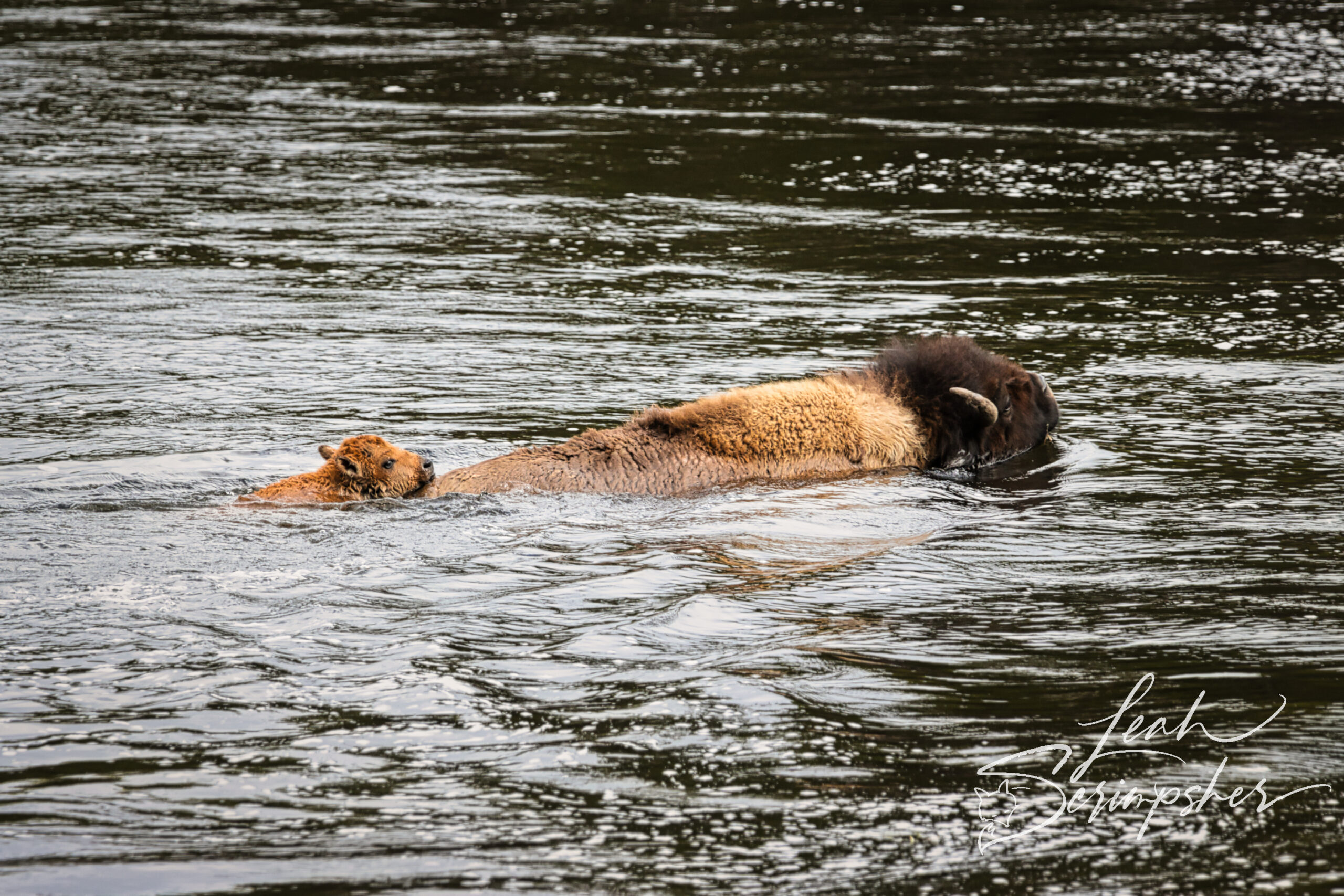 American bison cow swimming across a river with a young calf close behind, both partially submerged in moving water, ripples and reflections surrounding them.