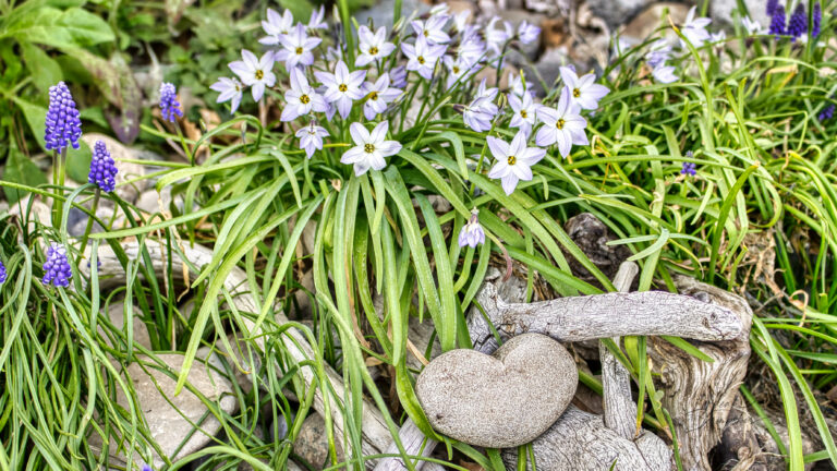 Love my wild flowers