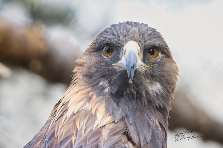 Close-up portrait of a golden eagle at the Grizzly & Wolf Discovery Center staring directly into the camera with an intense expression, detailed feathers, and a dark softly blurred background.