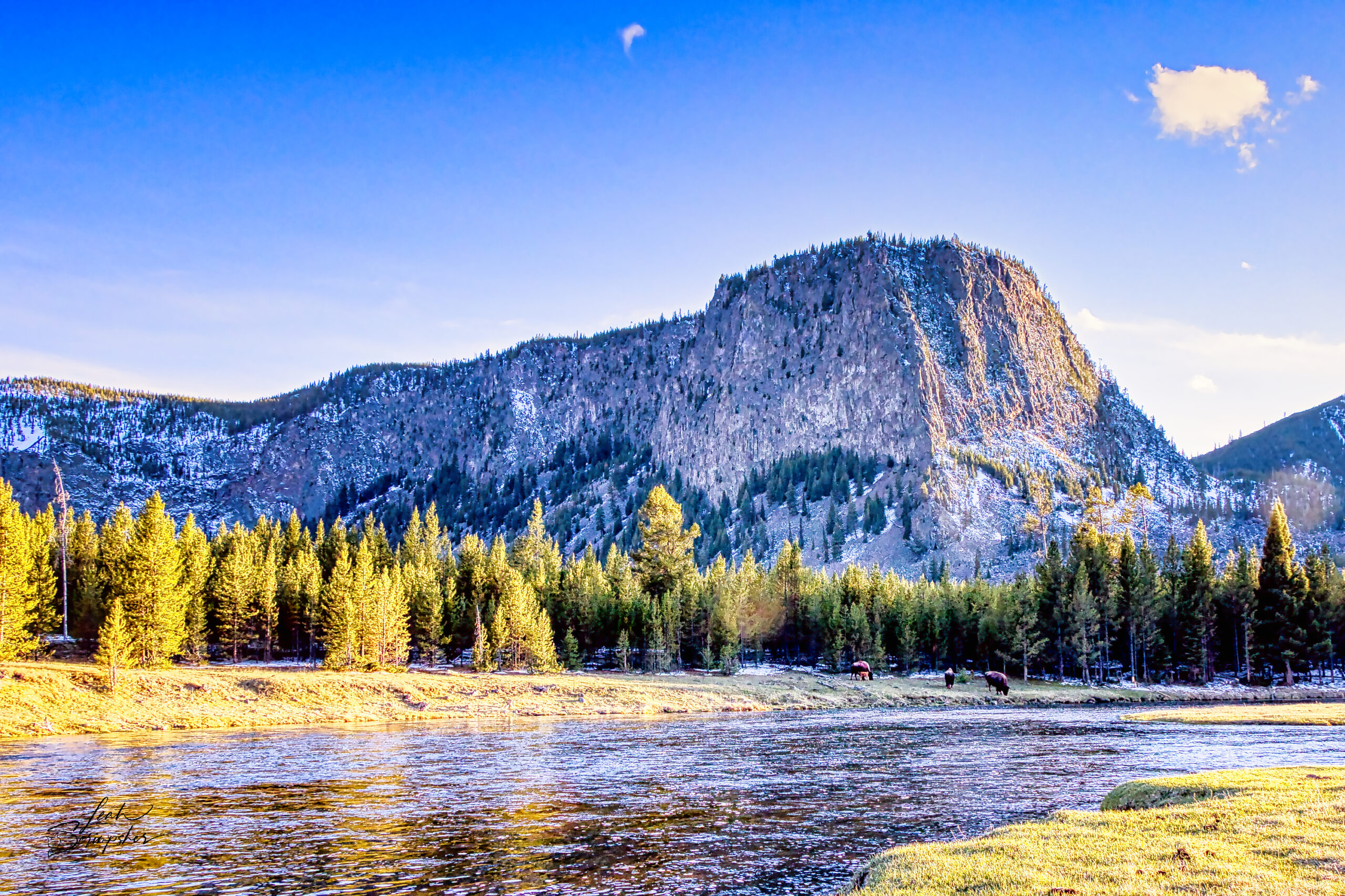 Wide landscape photograph of bison grazing near the Madison River in Yellowstone National Park at sunset, with Mt. Haynes rising in the background under soft evening light. A small red bison calf is visible among the herd