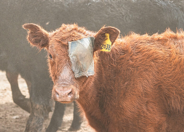Close-up portrait of a brown cow with a patch of darker fur covering one eye like a pirate patch, standing among a moving herd with a soft natural background.