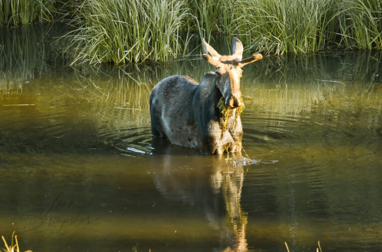 Young moose standing in shallow water with aquatic vegetation hanging from its mouth, surrounded by reeds and reflected in the pond.