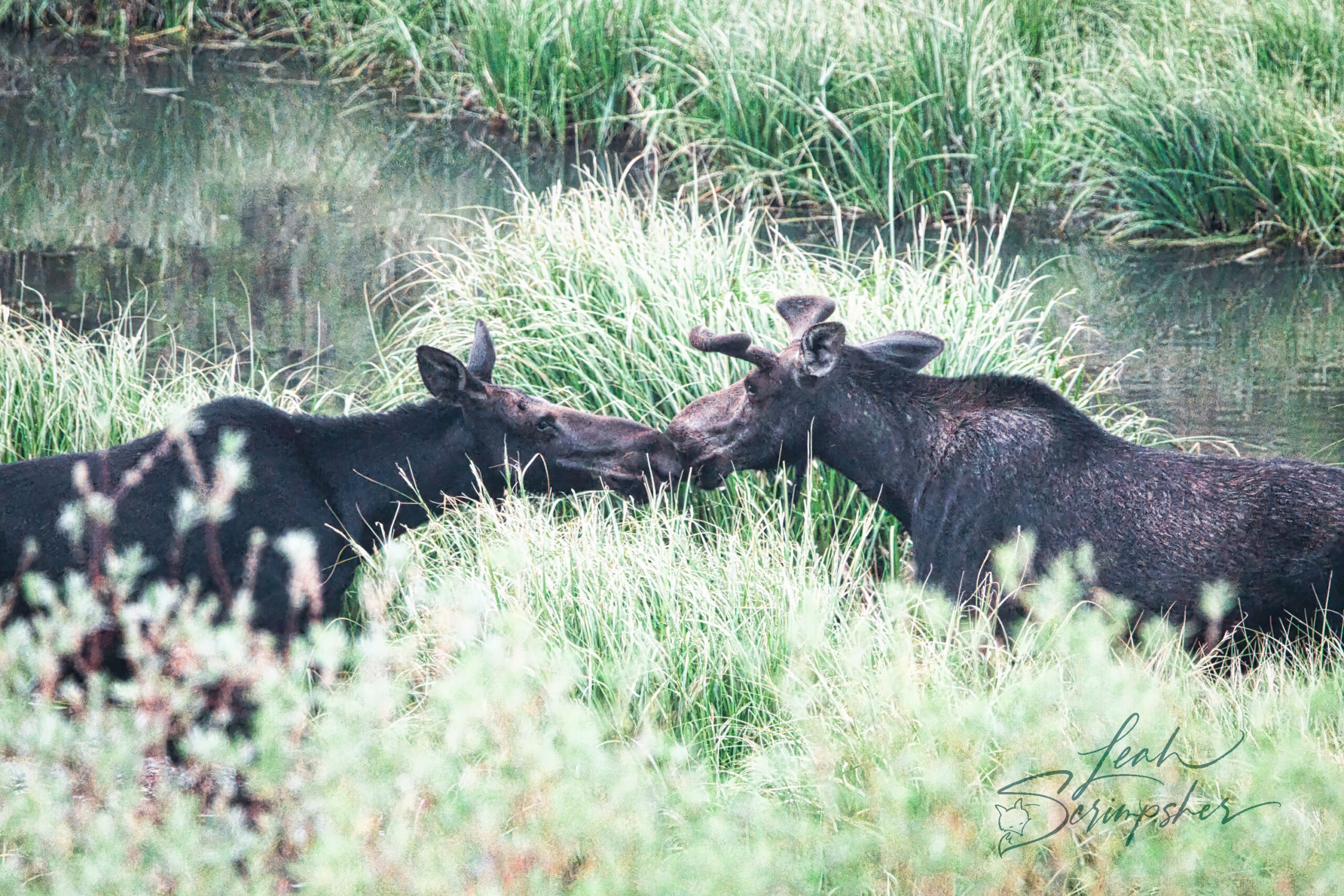 Two moose stand close together in a pond at dusk in Idaho's South Hills. Their noses touch as they feed among reeds and reflected evening light, creating the appearance of a gentle kiss.