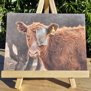 postcard displayed on easel of the Denim Pirate Cow postcard showing a young calf with a denim eye patch during a cattle drive