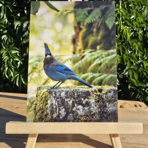 Postcard featuring Judgy Jay displayed on a small wooden easel, Steller's Jay with bright blue feathers perched on a moss-covered stone wall in a forest setting, appearing to study the camera