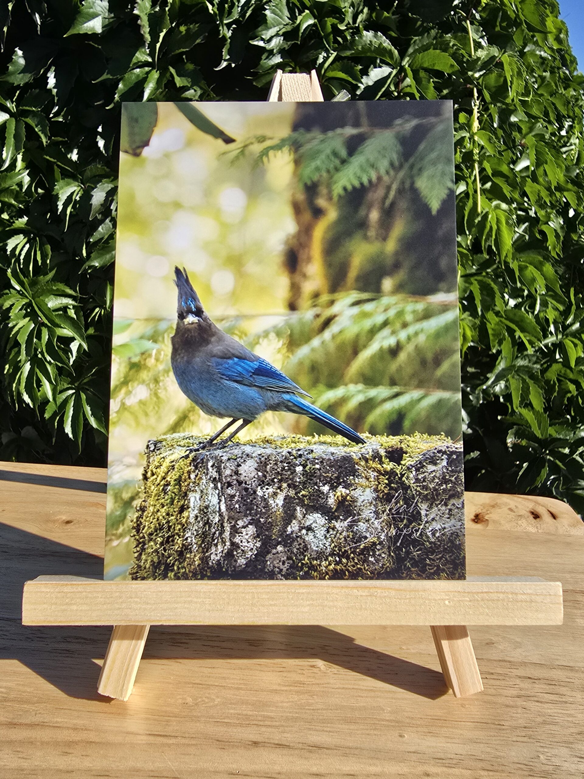 Postcard featuring Judgy Jay displayed on a small wooden easel, Steller's Jay with bright blue feathers perched on a moss-covered stone wall in a forest setting, appearing to study the camera