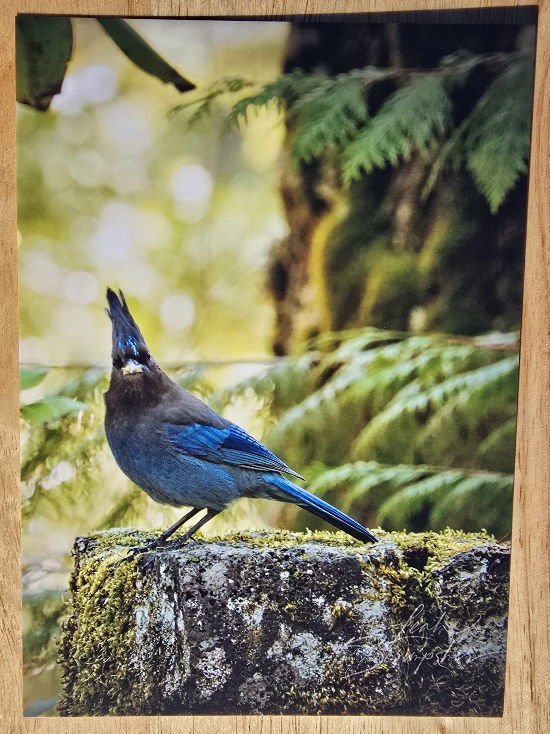 Postcard featuring Judgy Jay displayed flat on a table, Steller's Jay with bright blue feathers perched on a moss-covered stone wall in a forest setting, appearing to study the camera