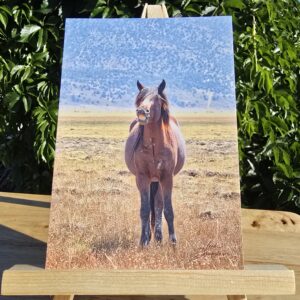 Postcard featuring Sheeze displayed on a small wooden easel, feral horse with teeth showing in a comical way.