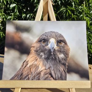Postcard featuring Under Aquila's Scrutiny displayed on a small wooden easel, showing a golden eagle looking at the photographer.