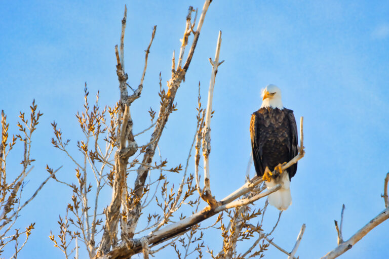 Bald eagle perched among bare tree branches with its head cocked to one side, looking down toward the camera.