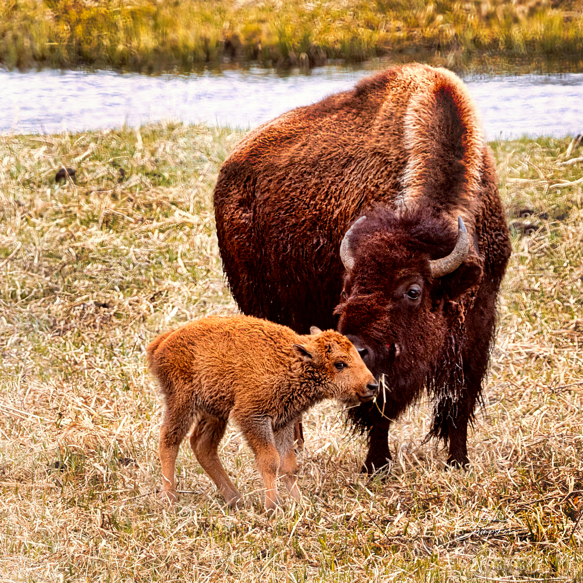 Bison cow nuzzling her young red calf on the cheek while the calf looks toward the camera in Yellowstone National Park.