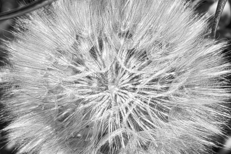 Black-and-white close-up of an intact milkweed seed head, showing the fine, feathery fibers and repeating patterns of the seeds before they scatter.