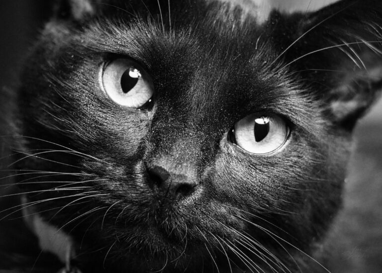 Close-up black-and-white portrait of a black cat with bright eyes looking directly toward the camera.