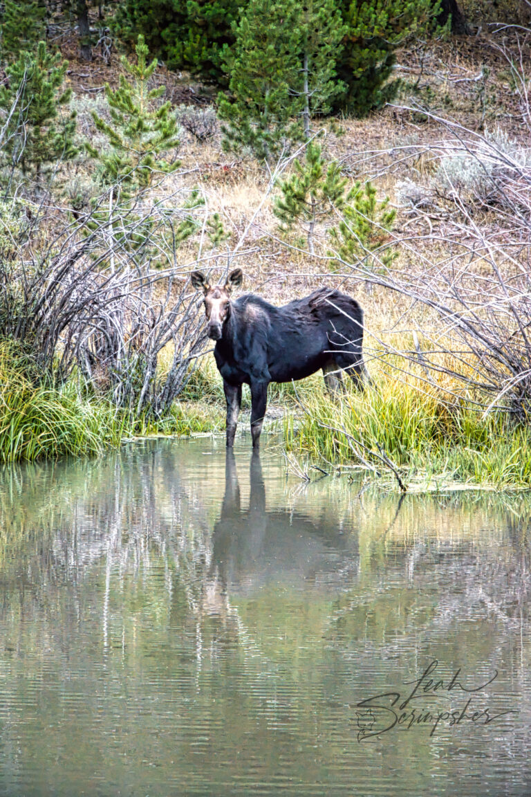Cow moose standing in a shallow pond among willows and pine trees in Idaho’s South Hills, looking toward the camera with her reflection in the water.