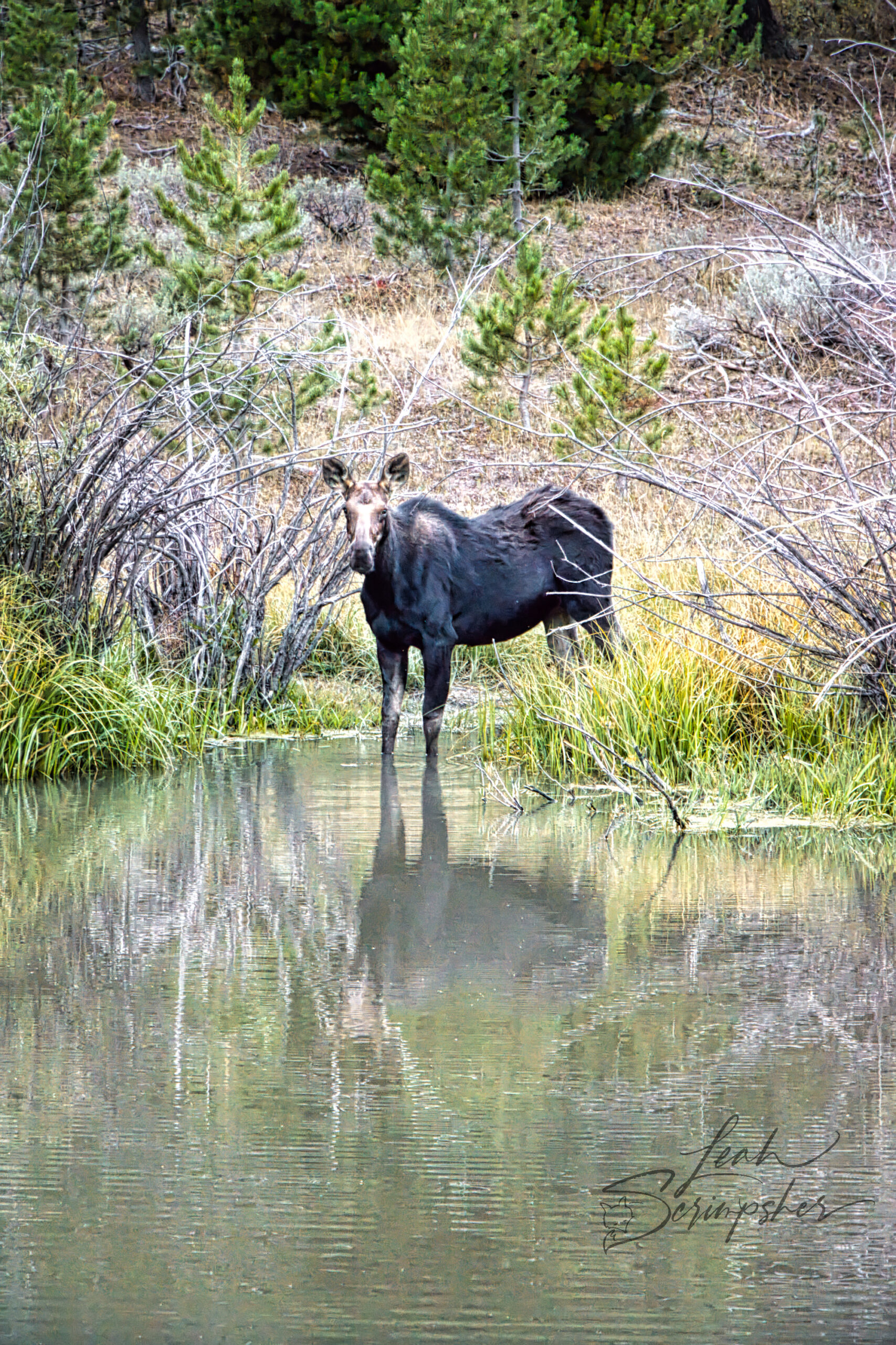 Cow moose standing in a shallow pond among willows and pine trees in Idaho’s South Hills, looking toward the camera with her reflection in the water.